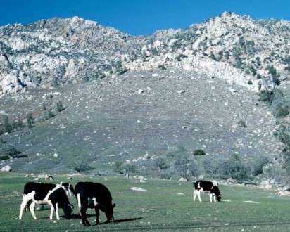 Θέματα Ημερολογίων - Άγρια Ζώα - Κωδικός:20290 - 